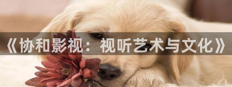 山外人精品影院 6 在线观看：《协和影视：视听艺术与文化》